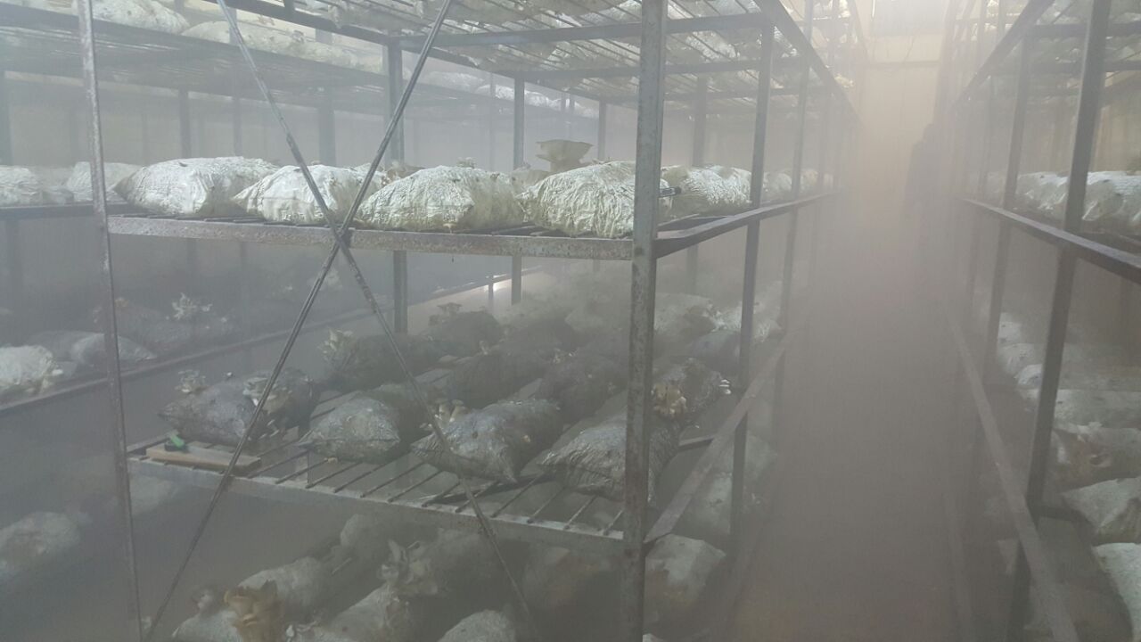 DURU M XL ŞAMANDIRALI HORTUMLU MANTARHANE NEMLENDİRME ULV CİHAZI