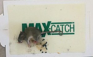catchmaster MAX CATCH YAPIŞKAN FARE TUZAĞI 72'Lİ KUTU