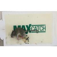 catchmaster MAX CATCH YAPIŞKAN FARE TUZAĞI 72'Lİ KUTU